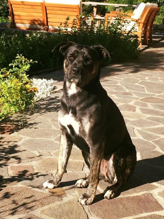 B&B Rossodisera Domegge di Cadore Dış mekan fotoğraf